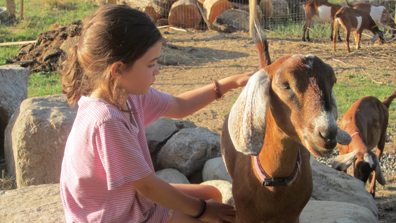 girl petting goat